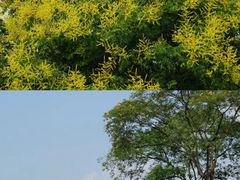 -上海辰山植物园