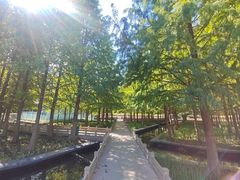 -泰州凤城河风景区-泰山公园