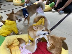 -逗柴咖啡屋·狗咖猫咖宠物桌游