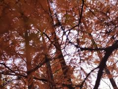 -白水寺森林公园