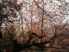 -北海道厅旧本厅舍(旧本庁舎)