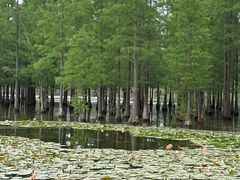 -白鹭湾湿地公园