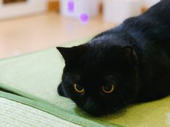 -猫在这儿猫咪咖啡馆·撸猫馆