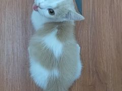 -lincat·猫舍(广州店)