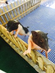 -萌宠亲子动物乐园(槐房万达店)