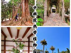 -中国科学院西双版纳热带植物园