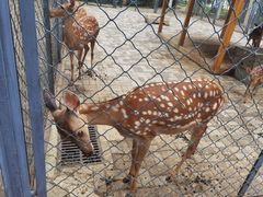 -长白岛森林公园