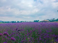 -紫颐香薰山谷景区