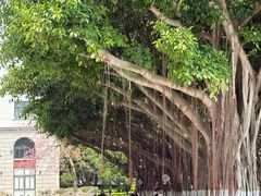 -厦门大学(思明校区)