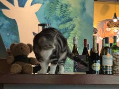 -咖法森林·咖啡  酒吧(天河店)