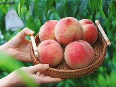 -老袁家蜜桃农场·阳山水蜜桃