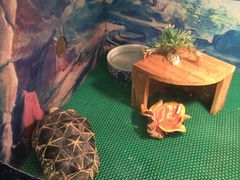 -上海大自然野生昆虫馆(东方明珠·爬宠昆虫探索中心)