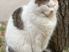 -西园寺
