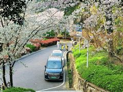 -武汉大学-樱园