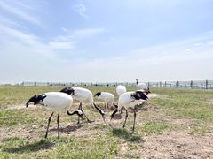 -盐城丹顶鹤湿地生态旅游区