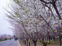 -石家庄市植物园