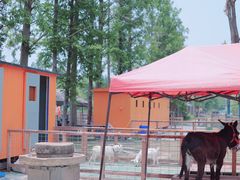 -前小桔亲子创意农场·草莓采摘·露营烧烤