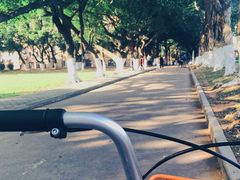 -中山大学学者灵芝(园南路店)