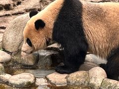 -都江堰中华大熊猫苑