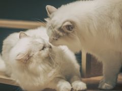-瞄一喵猫咖(格力海岸店)