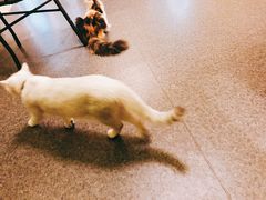 -猫色咖啡·猫咖