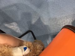 -伟伟宠物医院·CT影像中心·瑞派犬猫综合性门诊(汉口总院)