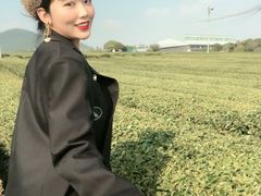 -雪绿茶博物馆