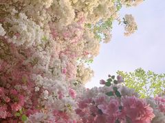 -深圳国际园林花卉博览园