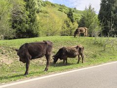 -新疆那拉提国家旅游度假区