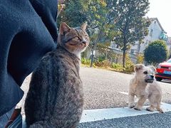 -贝康宠物医院·犬猫全科·小动物特色诊疗中心(东环路店)