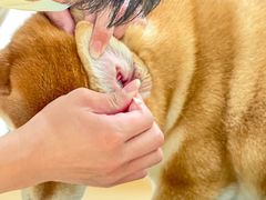 -佐罗家宠物馆·猫文化馆(紫霞路店)
