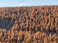 -塞罕坝国家级自然保护区