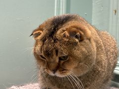 -安格丽娜·狗咖·猫咖羊驼咖(春熙路百盛商场店)