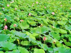 -莲花池公园