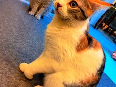 -猫色咖啡·猫咖