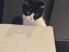 -原田新料理(1912店)