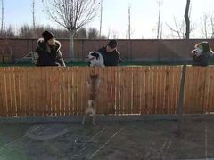 -北京京卫宠物寄养训练中心