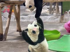 -栾川竹海野生动物园