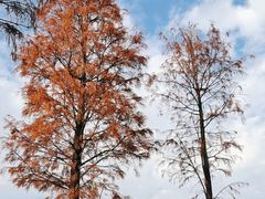 -飞来湖湿地公园