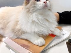-飞行喵MR PILOT|猫舍·猫咖(静安大融城店)