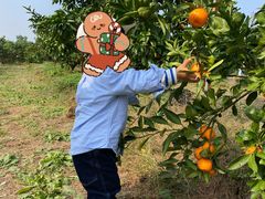 -前小桔亲子创意农场·草莓采摘·露营烧烤