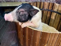 -正佳雨林生态植物园