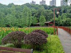 -重庆彩云湖湿地公园