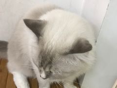 -Heymao猫咖.咖啡厅(东门店)