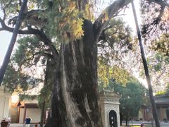 -黄帝陵