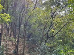 -火炉山森林公园