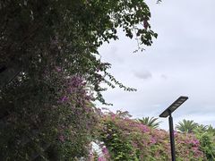 -布里斯班南岸公园