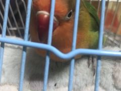 -万商花鸟市场