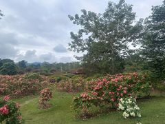 -中国科学院西双版纳热带植物园