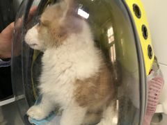 -北京赛佳动物医院